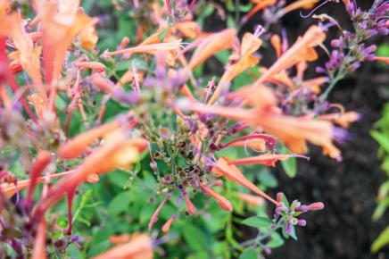 zoomed in orange and purple flowers